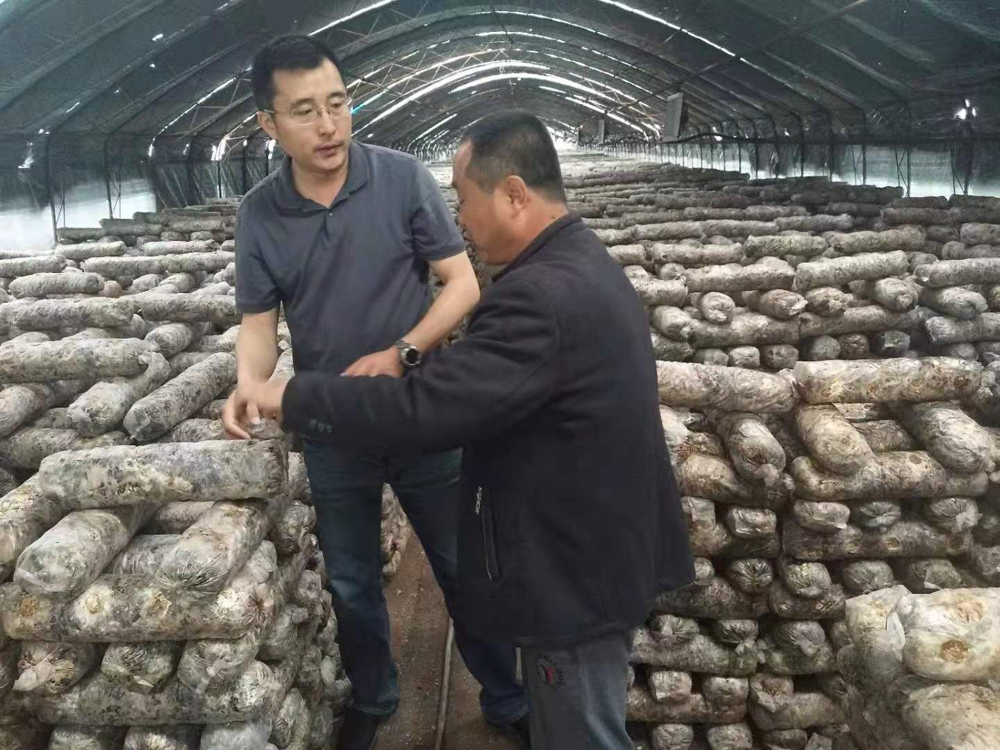 段峰(左)与种植户交流蘑菇种植经验.jpg 段峰(左)与种植户交流蘑菇种植经验.jpg